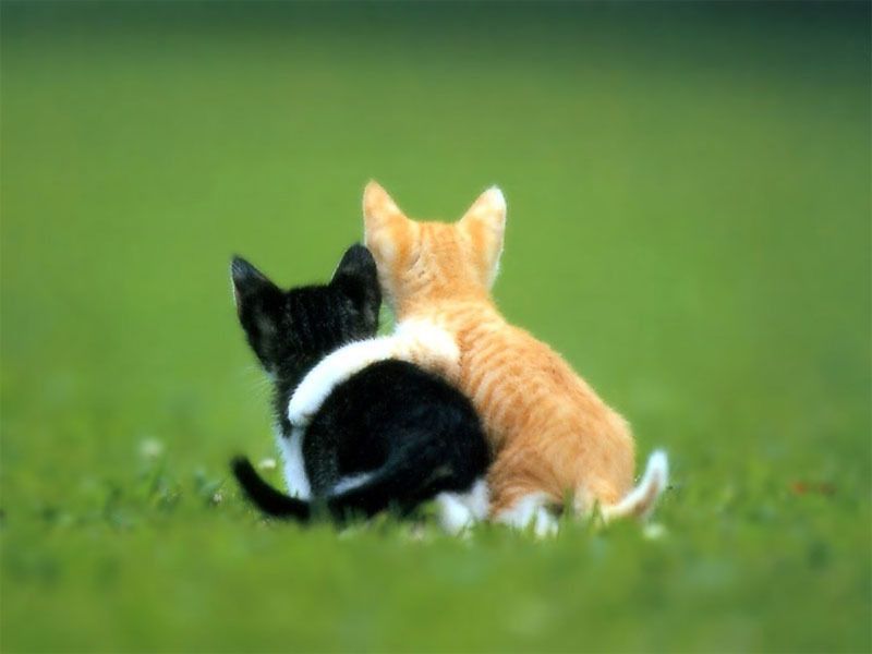  photo amistad-de-gatos1_zpswaconplw.jpg