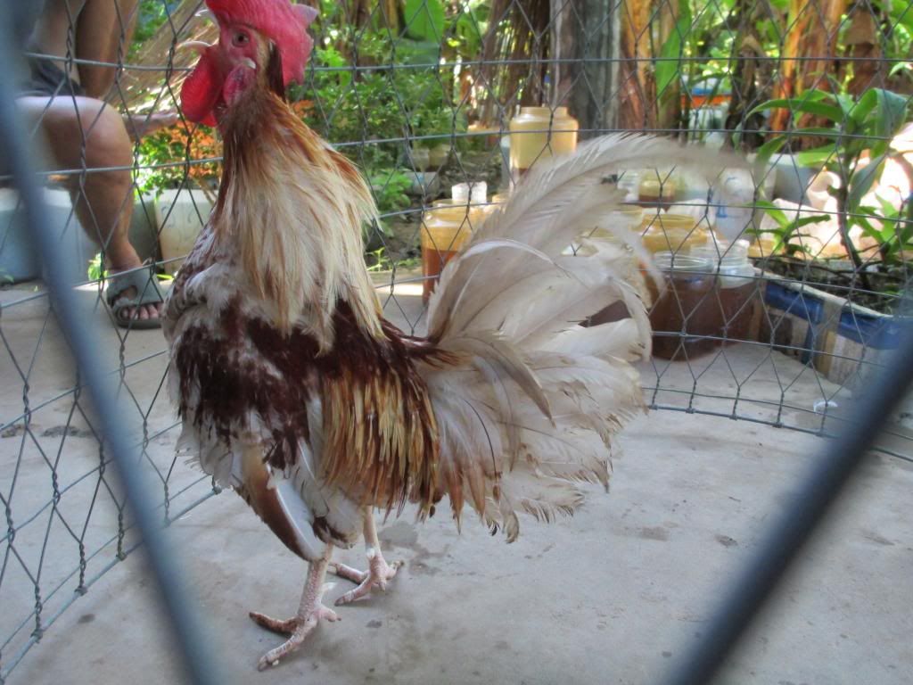 cân bán gà tre mỷ - 1