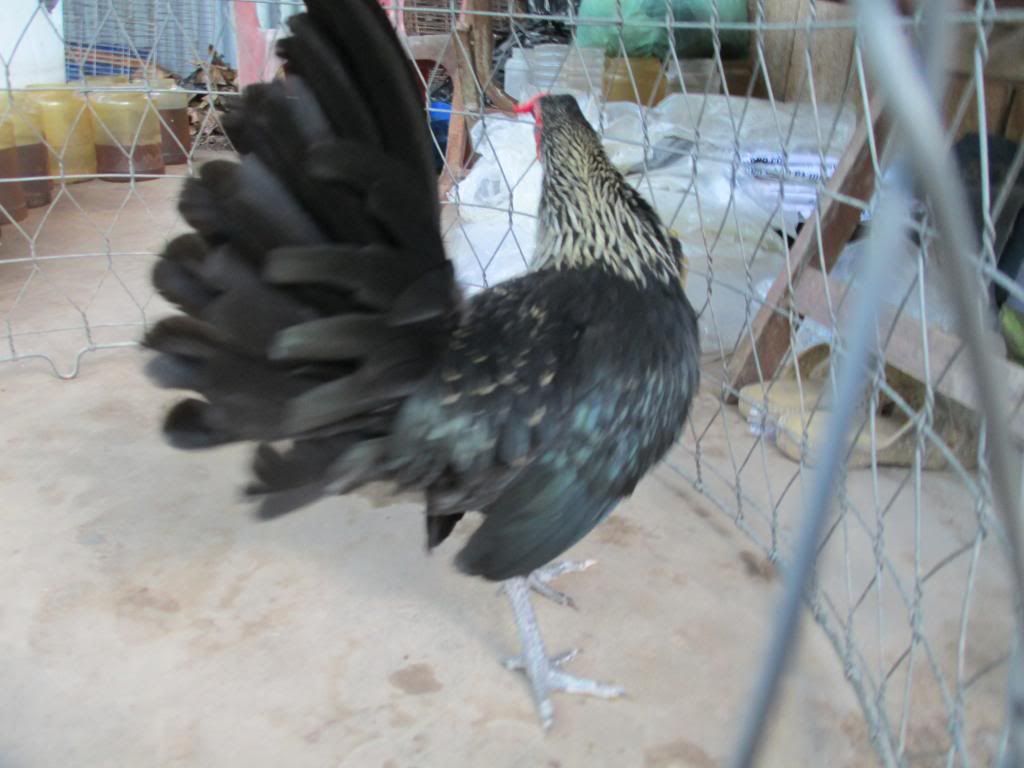 cân bán gà tre mỷ - 4