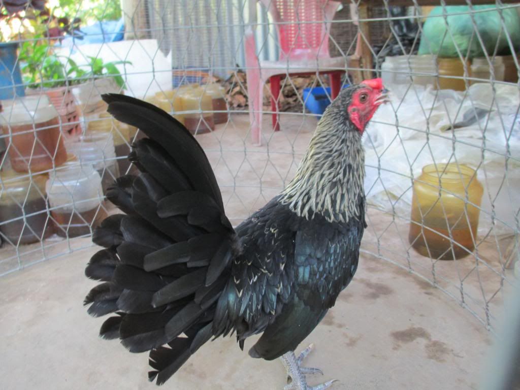 cân bán gà tre mỷ - 3