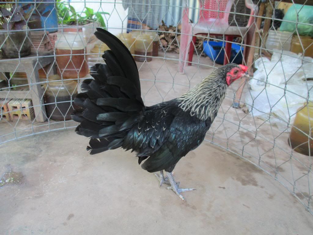 cân bán gà tre mỷ - 2