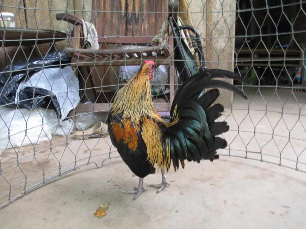 can ban trong tre my