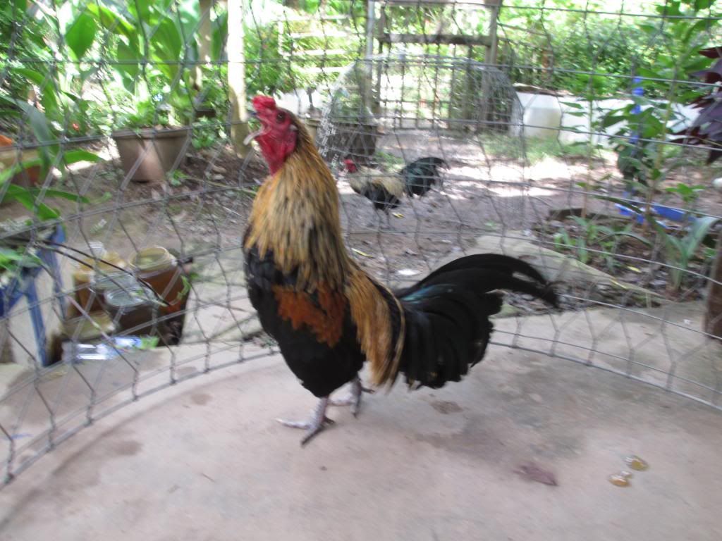 can ban trong tre my - 2