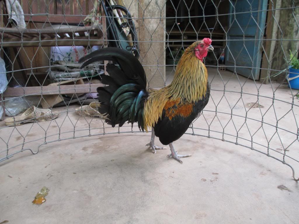 can ban trong tre my - 1