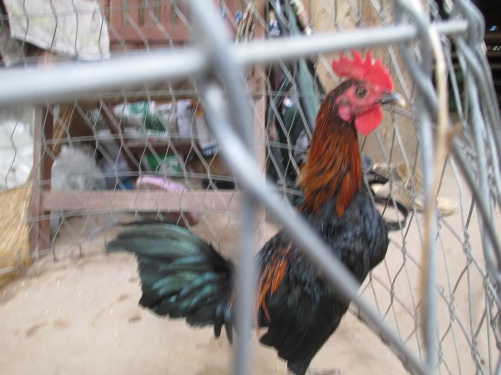 tre peru my giá mêm - 1