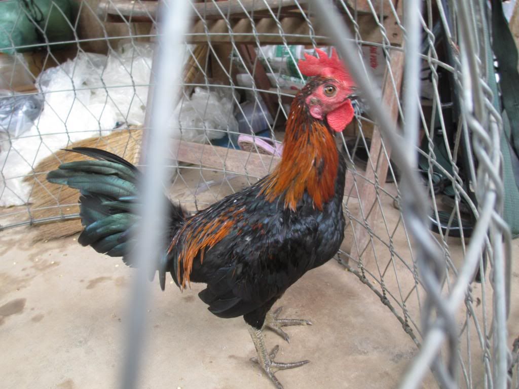 tre peru my giá mêm - 5