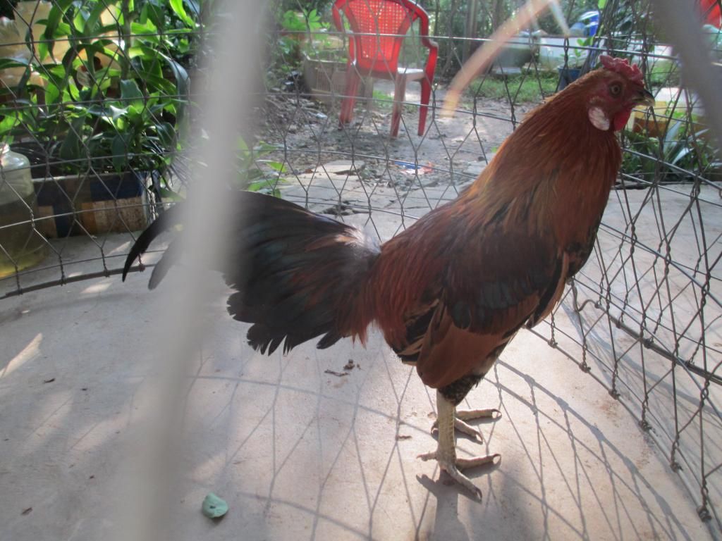 tre my , tre peru my thanh lý - 3