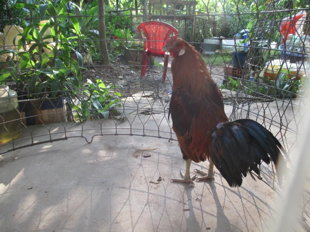 tre my , tre peru my thanh lý - 2