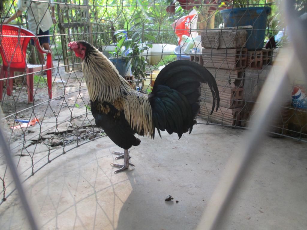 tre my , tre peru my thanh lý - 1