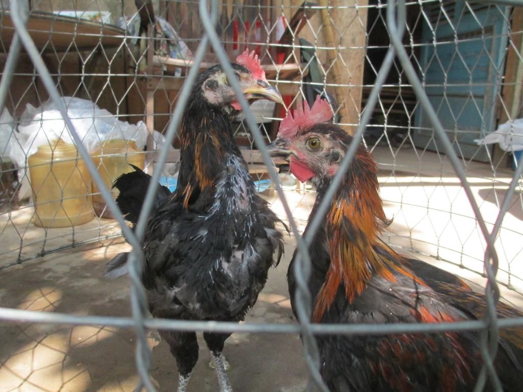 tre peru my 5 tháng giá mêm - 2