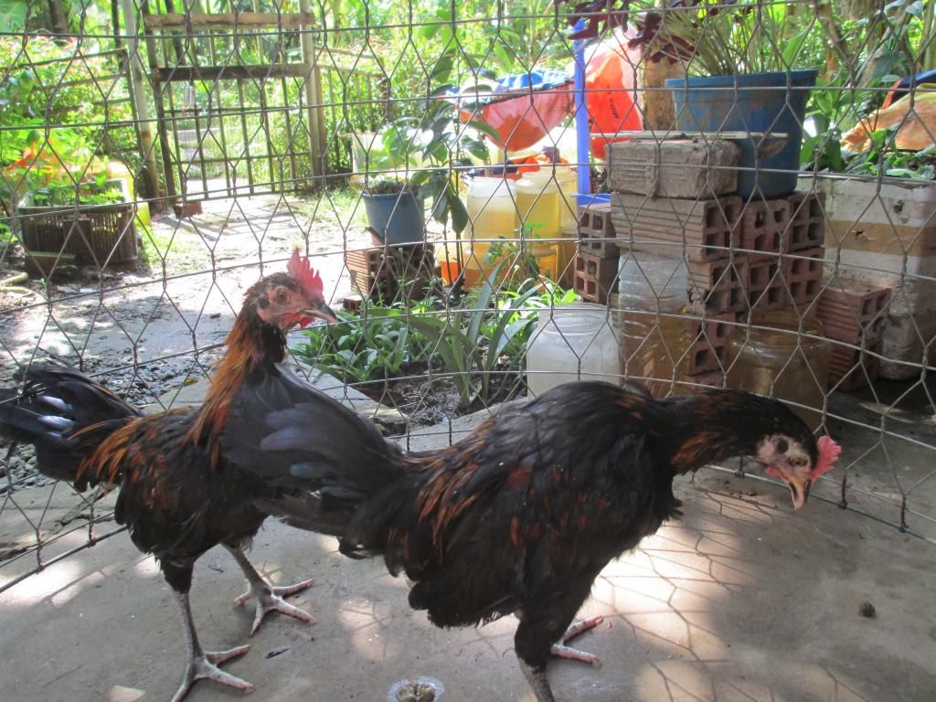 tre peru my 5 tháng giá mêm - 1