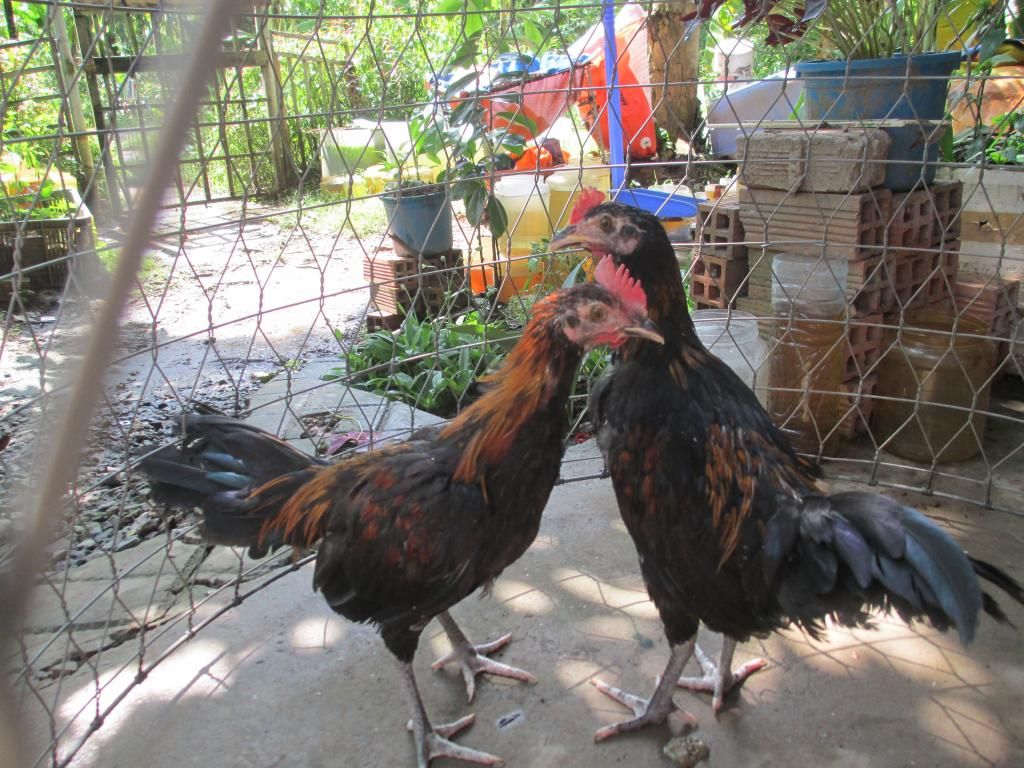 tre peru my 5 tháng giá mêm