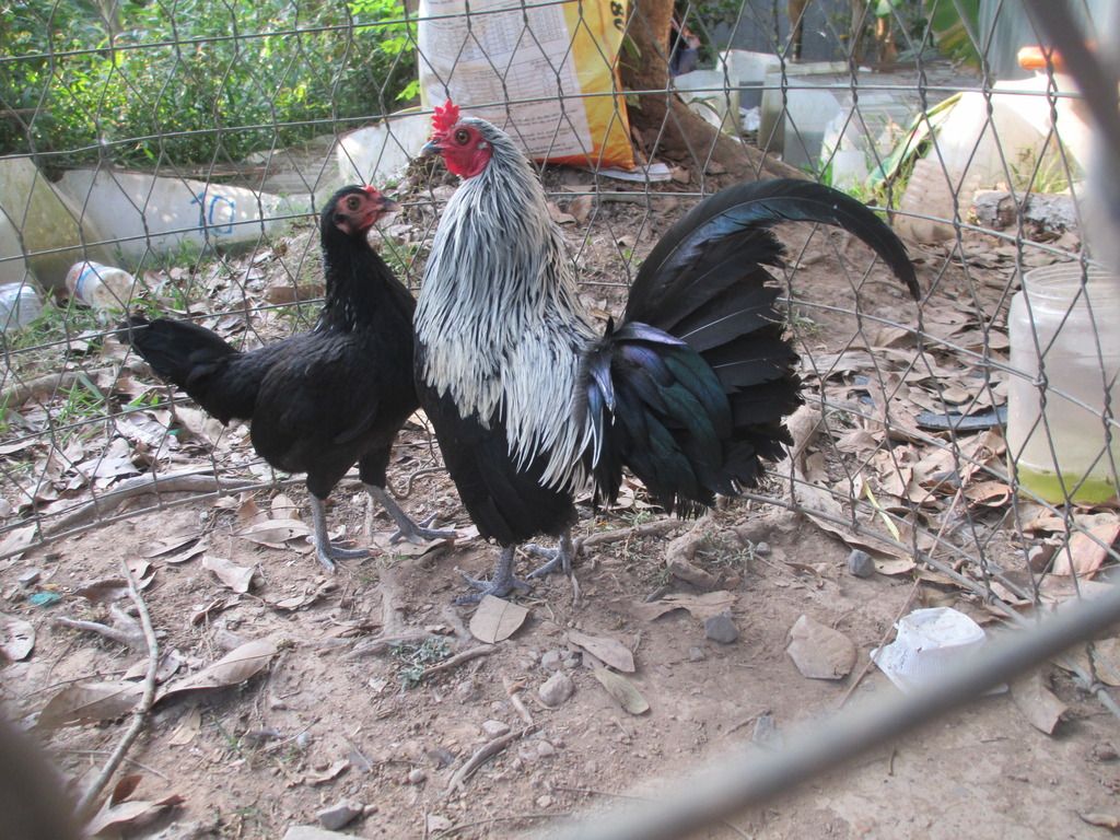 tre peru my hang dep