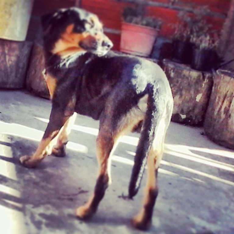 perros perros