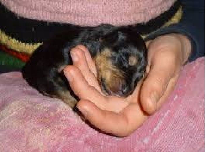 8 Razones por la que decidí Adoptar un perro.. 8 Razones por la que decidí Adoptar un perro..