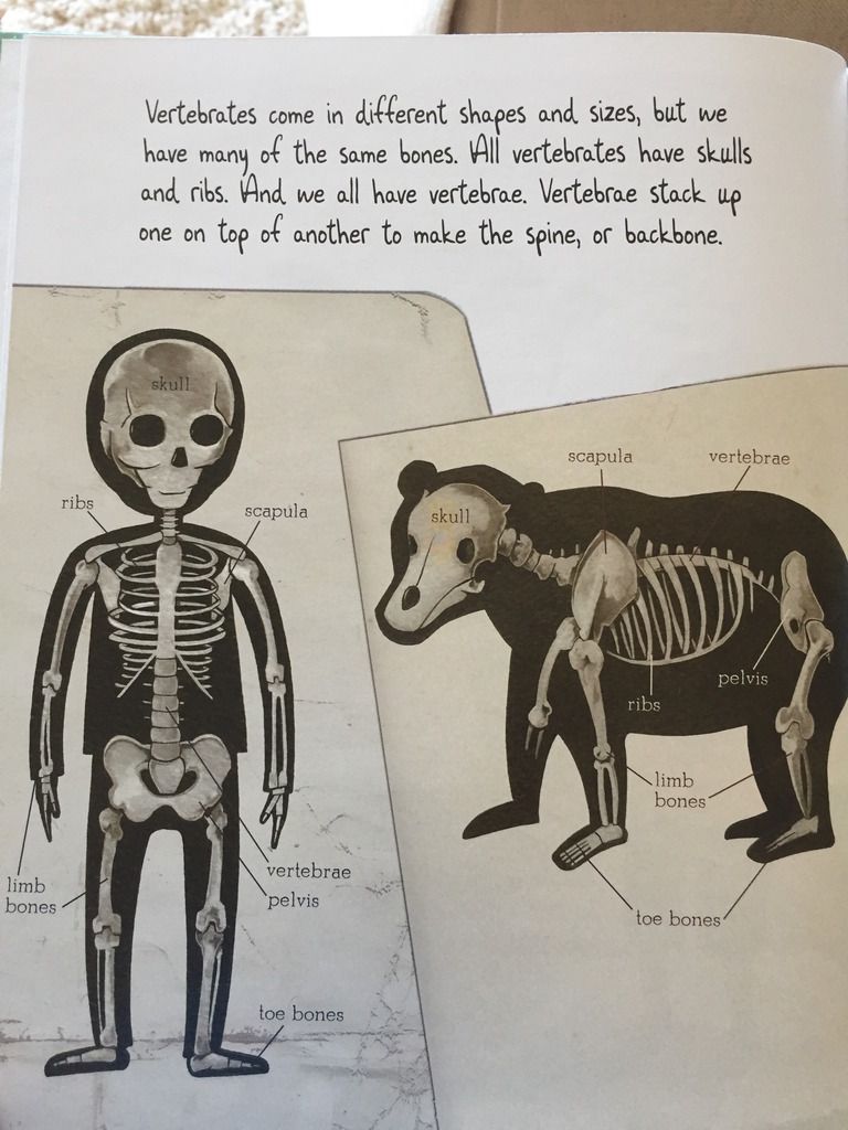 Bone by Bone: Comparing Animal Skeletons