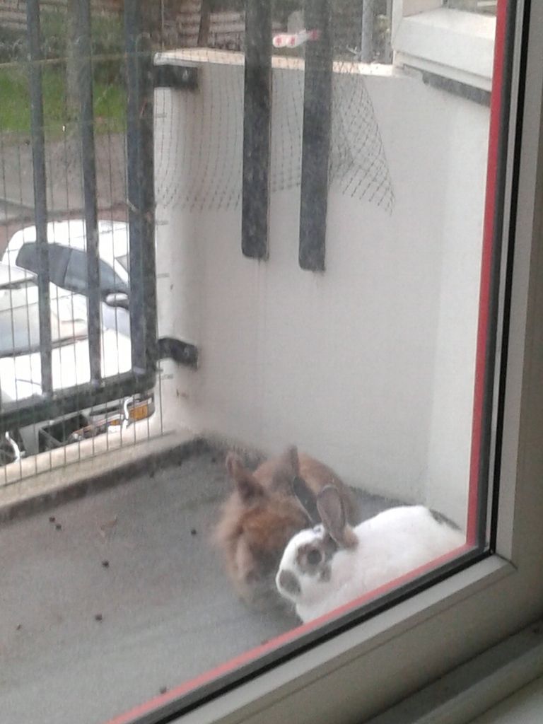 Pluis en peanut gaan verhuizen huisvesting bunnybunch forums