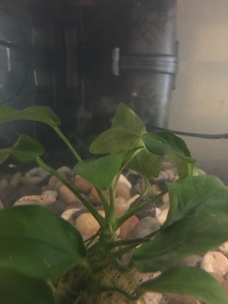 What is in my water? White stringy stuff? Crooked Necks Turtle Forum