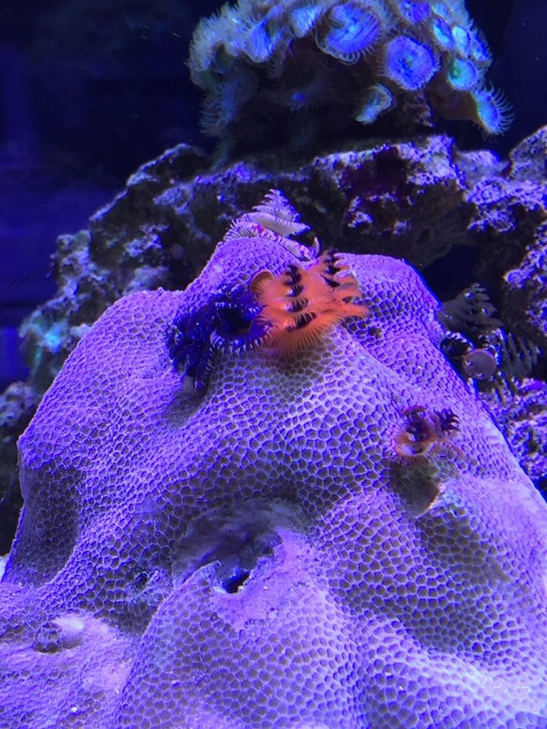 Need some tips on Christmas Tree worms The Reef Tank
