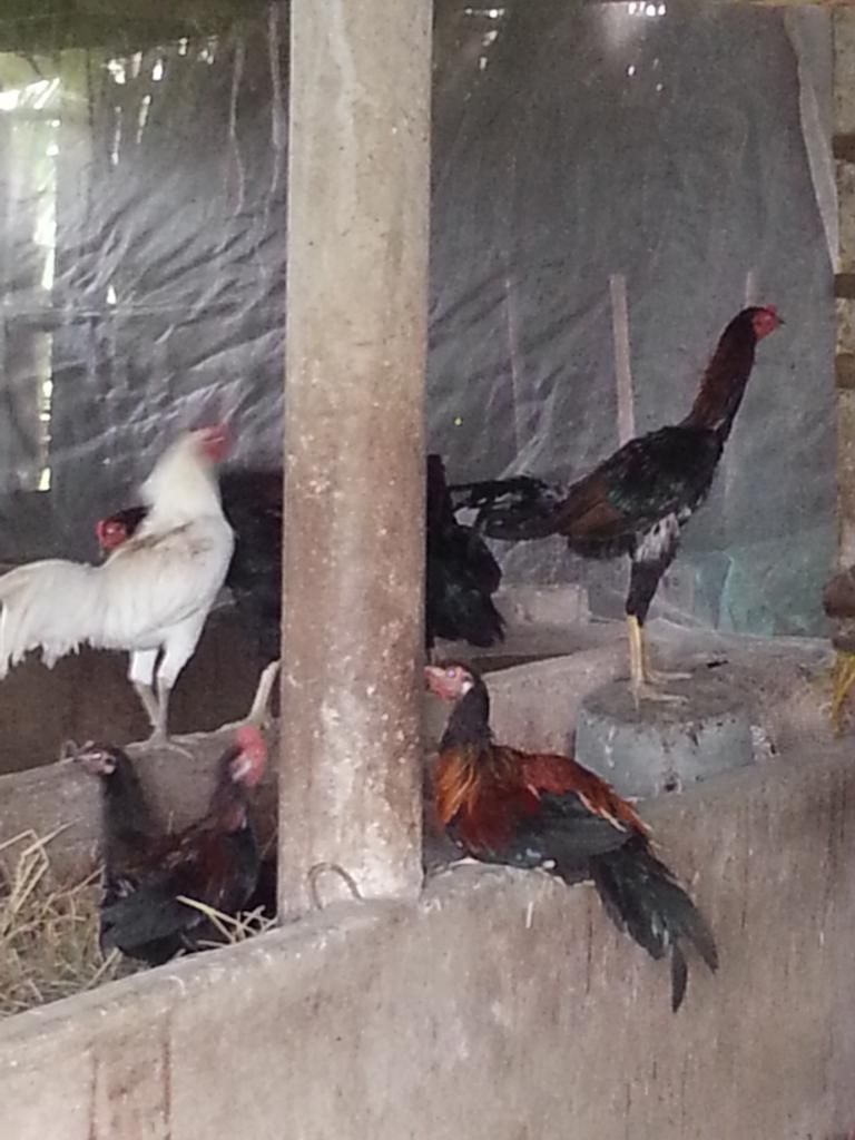 Trại gà Khang-Thịnh cc số lượng lớn gà peru, peru lai mỹ, mỹ lai việt với giá tốt - 6