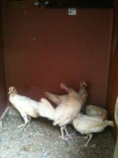 Trại gà Khang-Thịnh cc số lượng lớn gà peru, peru lai mỹ, mỹ lai việt với giá tốt - 2