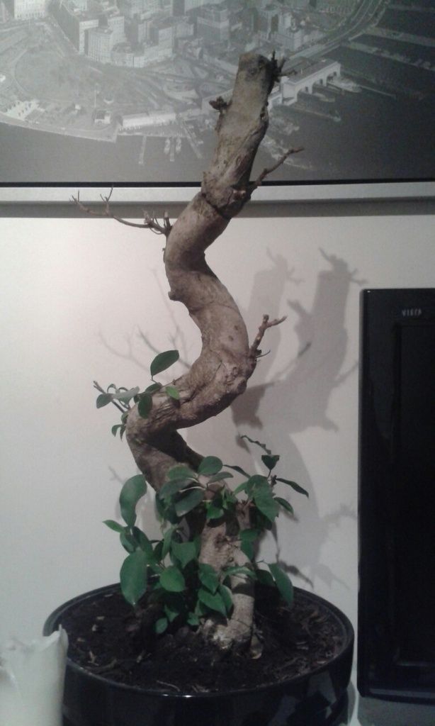 Bonsai Tree Care Help Question & Answer Bonsai Trees for Sale UK