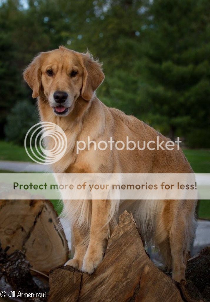 Photobucket - Video and Image Hosting