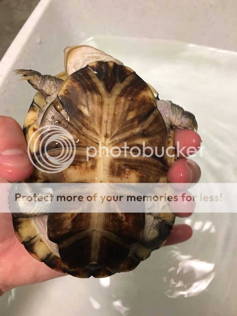 Male or female and species ID? - Turtle Identification - Turtle Forum