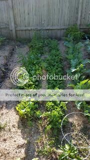  photo actual lettuce_zps6ty1vsmo.jpg