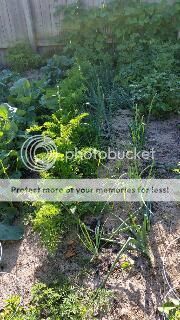  photo carrots_zpsqdl4f5qx.jpg