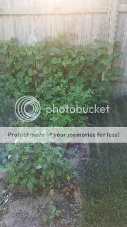  photo gb_zpsokmaqu8k.jpg