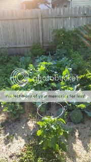  photo lettuce_zpslstqc4zo.jpg