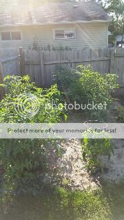  photo tomato_zpswncdkplb.jpg